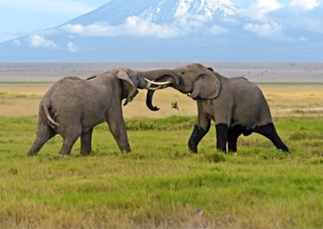 When Elephants Fight in Ukraine, Should The African Grass Continue To Suffer&nbsp;?